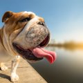 犬にNGな『暑さ対策…