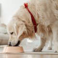 「犬の療法食」とは…