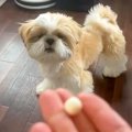 犬のオヤツを投げた…