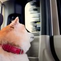 車に乗った犬が『お…