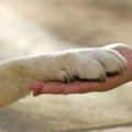 楽しみながらの老犬…