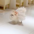 結婚式で『リングド…