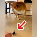 『カブトムシ』を犬…