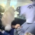 車でパパを待つ犬た…
