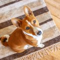 「犬の認知」は人気…