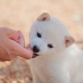 犬の『甘噛み癖』を…