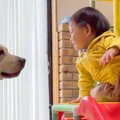 1歳の女の子が『すべ…