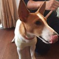 ドッグレスキュー！…