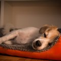 犬にとって理想的な…
