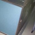保護施設からわんち…