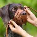 犬の危険な『咬みつ…