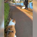 犬が散歩中に『白鳥…