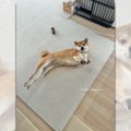 柴犬さんがPUMAのロ…