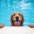 犬用プールで絶対に…