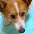 山に捨てられ、ボロ…