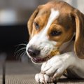 犬がオヤツを運んで…