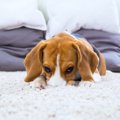 犬の食欲がない…そん…