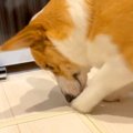 なぜか犬が『ここ掘…