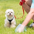 犬がウンチを食べて…