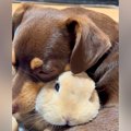 物音に驚いたウサギ→…