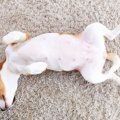愛犬とのスキンシッ…