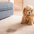 犬が『お漏らし』を…