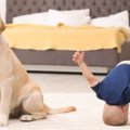 犬が絶対に好きにな…