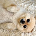犬が『何も警戒して…