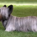 【獣医師監修】スカ…