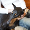 犬が飼い主に『撫で…
