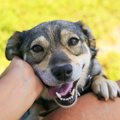犬が飼い主に頭や手…