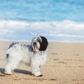 絶滅寸前の犬種５選…