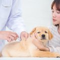 犬はワクチン接種を…