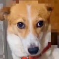 『飼い主に2度捨てら…