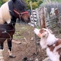 牧羊犬が初めて『牧…