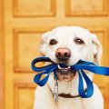 犬が満足してくれな…