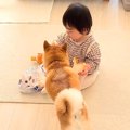 赤ちゃんと犬がコソ…