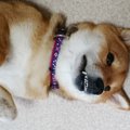 犬の性格にあった躾…