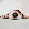犬の寝ている様子で…