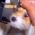 犬の前でスマホをい…