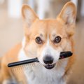 犬がブラッシングを…