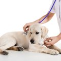 犬のトリコモナス症…