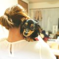 犬のしつけに失敗す…
