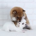 犬がマウンティング…