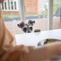 犬が『ごはんを食べ…