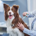 犬から人にうつる『…