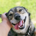 犬にご褒美をあげる…