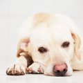 犬が『ストレスの限…