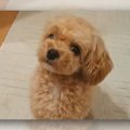 「ちょっと何言って…