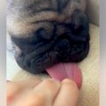寝ている犬の『ベロ…